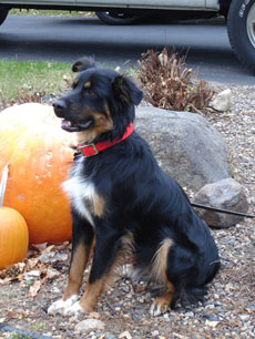 Herding and Ranch Dog, English Shepherd